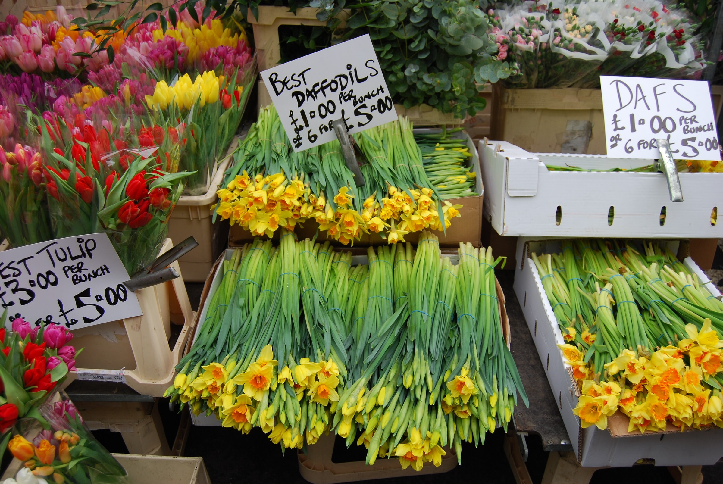 daffodils for sale in a flower shop